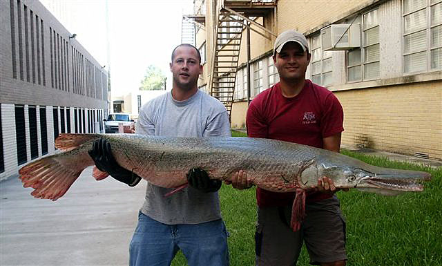 Alligator Gar 6 Feet 129 lbs  Brazos River 8 Nov 04a