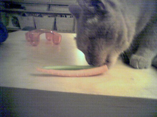 cat celery