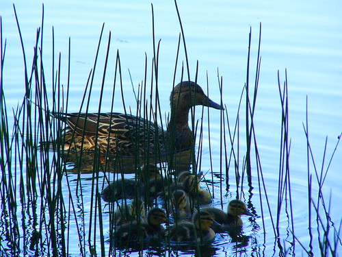 view animals chicks ducks water lakes letts lake california spring 2005