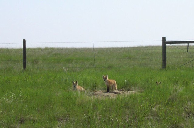 Red fox family (Vulpes vulpes), Montana