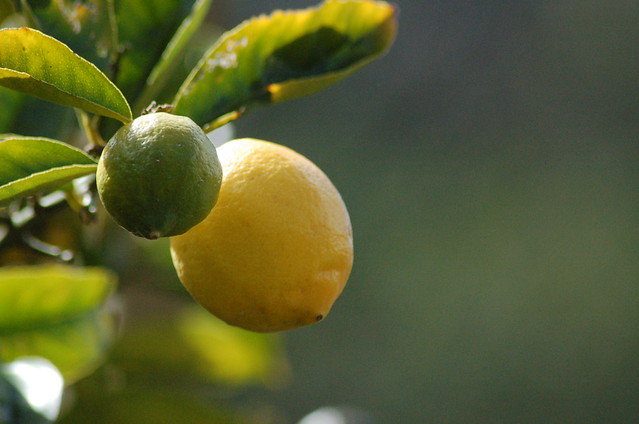 Image of lemon by ambrosebrighty