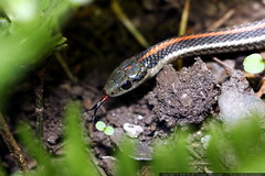 snake, safe in the garden    mg 1357 