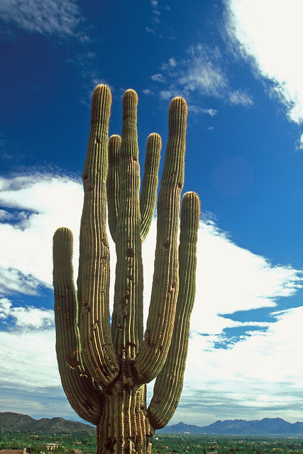 Saguaro Cactus at Camelback Mountain
