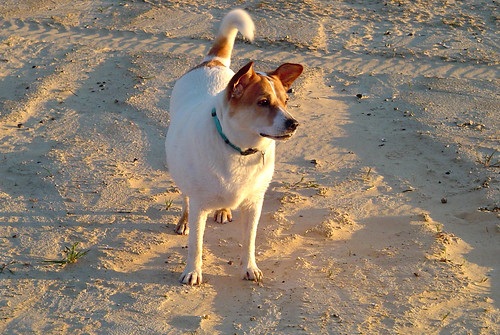 sunset dog sand akita