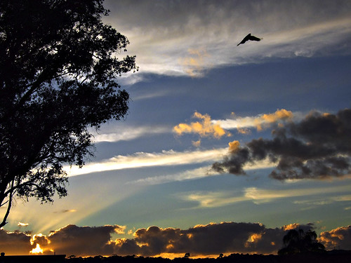 trees bird silhouette clouds sunrise geotagged magpie portmacquarie geo:lat=31439168 geo:lon=152897184