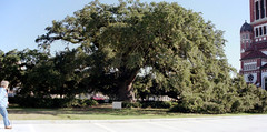St. John's Cathedral, Lafayette, Louisiana #4 ~ 'Quercus virginiana'