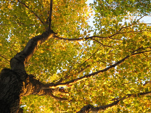 blue autumn trees sunset sky color green fall ma maple massachusetts perspective hills milton bluehills canton