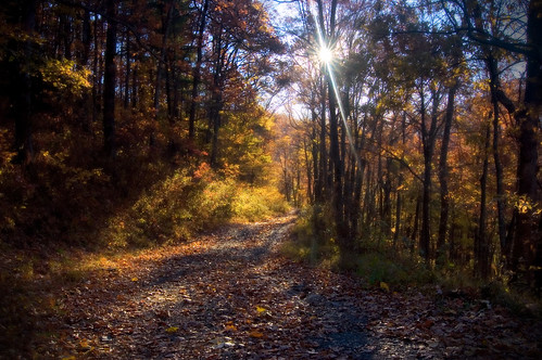autumn dawn forestserviceroad gotstuck gotlost northgeorgiamountain easternblueridge chattahooceenationalforest duncanridge aloneinthemiddleoftheforest