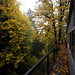 autumn leaves on back deck looking north    MG 4726
