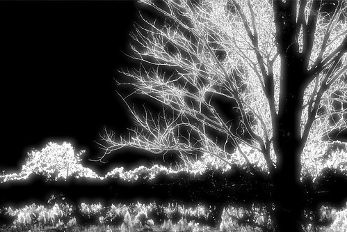 blackandwhite bw abstract tree nature manipulated landscape backlit mrgreenjeans gaylon gaylonkeeling
