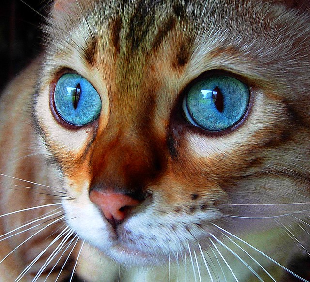 White Bengal Cat With Blue Eyes