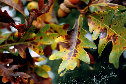 autumn tree fall colors leaves dewdrops drops oak dof bokeh web dew utata acorns fall2006 specnature utatathursdaywalk utatathursdaywalk27 utataleaf