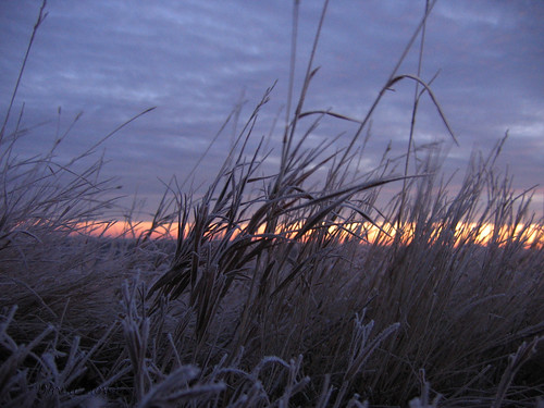 morning pink sky orange canada macro grass clouds sunrise orkney frost drumheller alberta canonpowershota95 badlands orkneyviewpoint superaplus aplusphoto cans2s