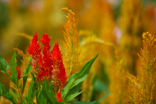 flowers red ontario green yellow garden flora nikon d70s chatham tecumsehpark outstandingshots ©gregorypleau