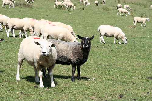 Offa's Dyke Walk 3 / black sheep