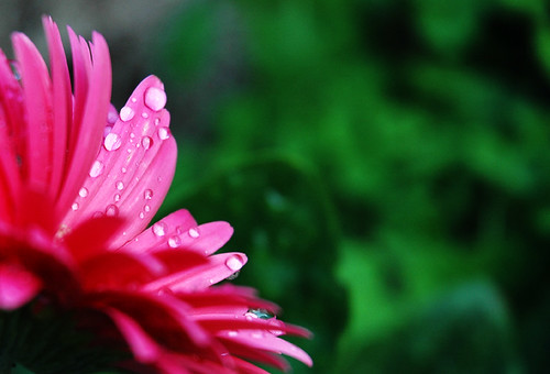 pink flower green closeup drops bokeh dew utata utatathursdaywalk utatathursdaywalk29