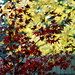 red maple leaves, yellow maple leaves    MG 4792
