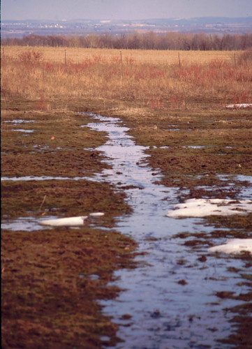 stream pasture 1994 geneseevalley
