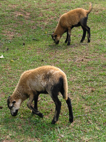 sheep alabama grazing dekalbcounty sequoyahcaverns bmok