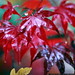 red maple leaves    MG 4798