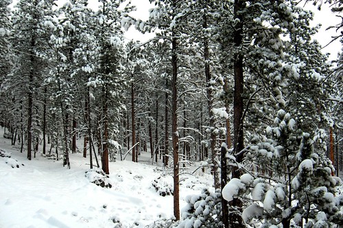 trees winter sky snow cold southdakota blackhills forest ilovenature branches pines evergreens deadwood od dakotas blackhillsnationalforest titleit