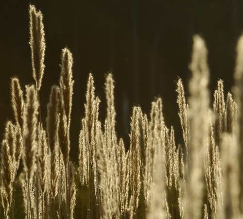 sun grass backlit