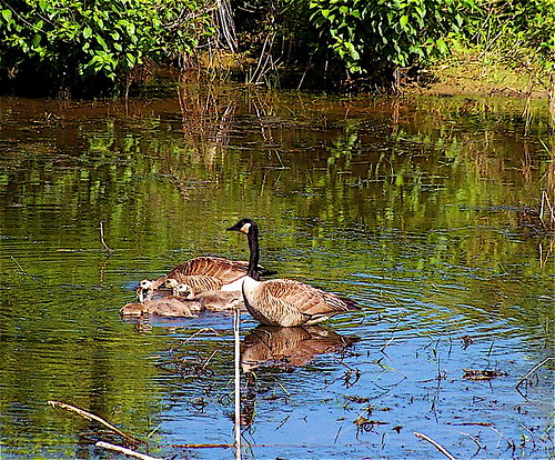 water birds geese kentucky waterfowl westernkentucky morganfieldky gamebirds gosslings higginsonhenrygamepreserve