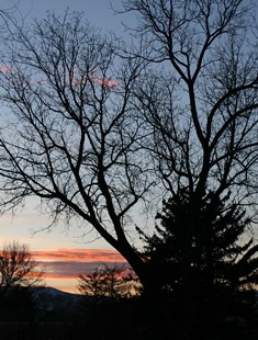 sunset tree pattern pocatelloidahostateuniversityidaho