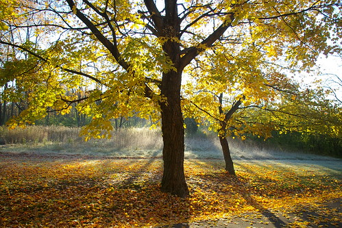 autumn fall leaves pentaxistdl