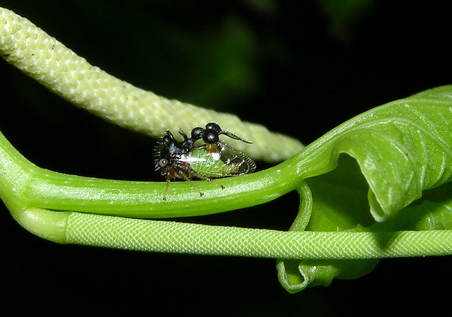 Cyphonia clavata - belived to be an "ant-mimicking" treehopper, Panama