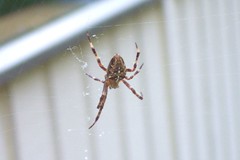 spider on the back deck 