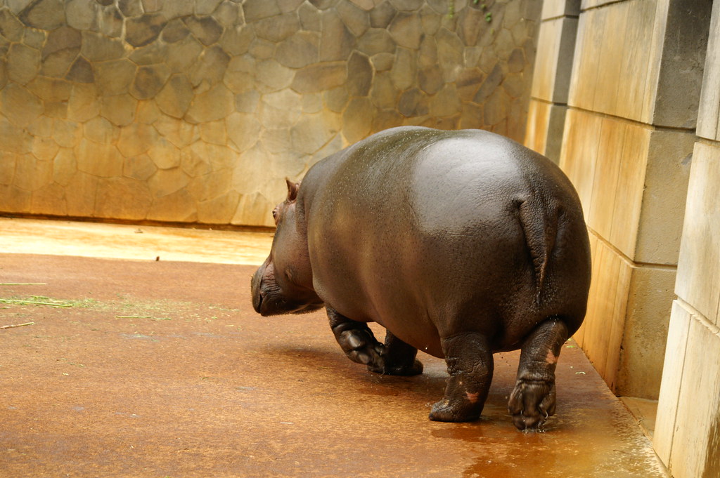 かば(Hippopotamus)
