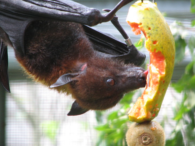 Fruit Bat Flickr - Photo Sharing! 