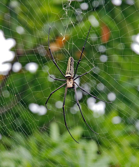 Large Wood Spider from Taiwan | Flickr - Photo Sharing!