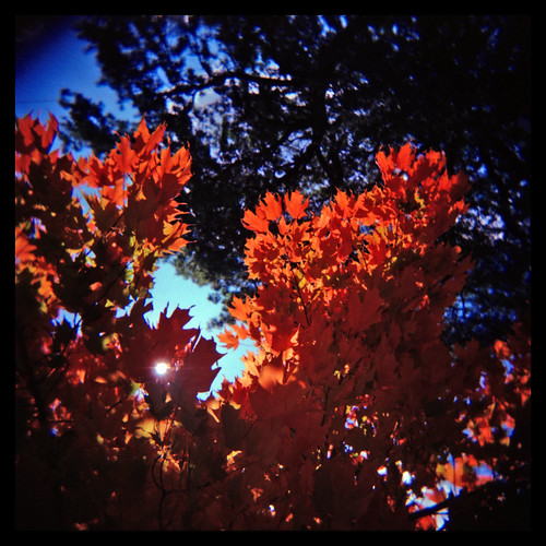 autumn 120 mediumformat holga toycamera bluesky squareformat 4x6 goteamholga ralphkrawczykjr orangeredleaves expiredagfaportraitxps160