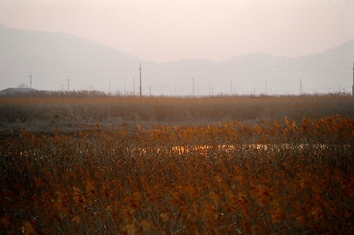 sunset reed korea shining nikonfm2 goldcolor soonchunman