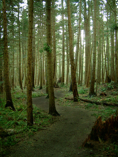 park wood color colour green yellow forest kodak path trail macdonald easyshare arsi z740 arsidubu arsiliam