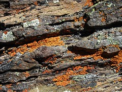 BI017 Orange Lichen
