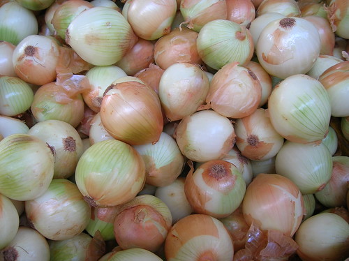 Cebola, Cebolla, Onion