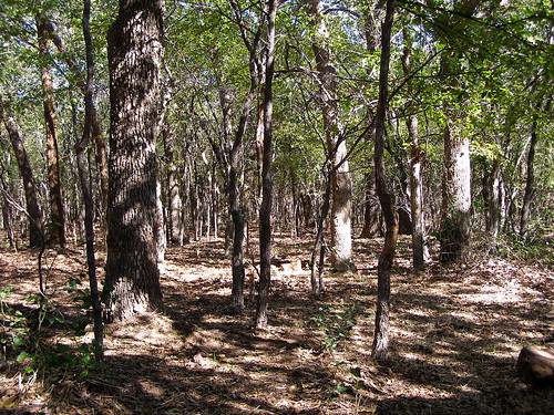 park trees texas shadows campingtrip lakerayroberts