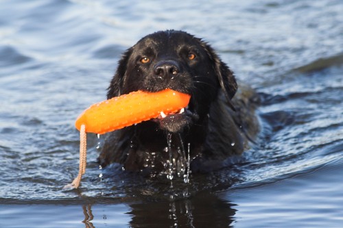 rescue dog pet black swimming swim canon eos 350d lab labrador risk retriever retrieve rescuepractice