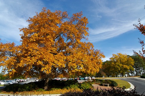 blue sky color tree fall leaves landscape outside aperture raw msc november2006 tokinaatx124