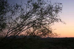 Palo Verde in Dusky Desert Sky