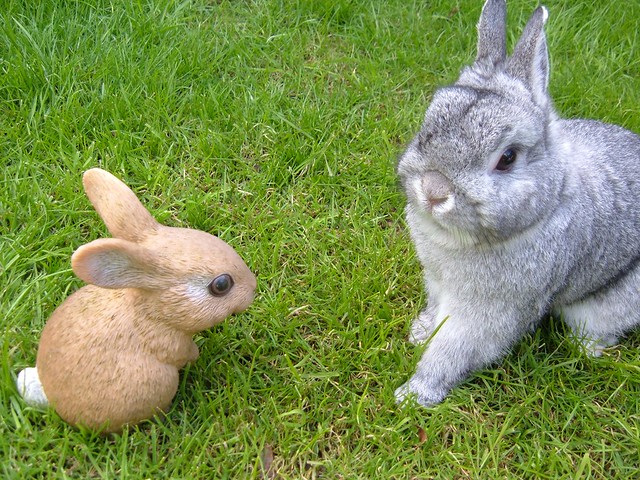 This Rabbit Clearly Had a Twin