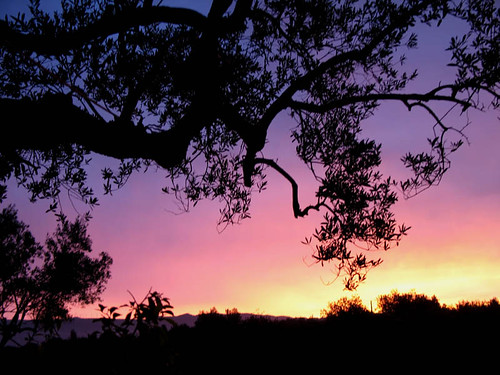 sky españa sun sunrise dark spain shadows olivetree
