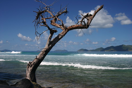 cruise wallpaper vacation tree beach geotagged perfect solitude loneliness quality diving caribbean tortola bvi janusz onehundredyearsofsolitude littlestories magicdonkey 25magicdonkey januszleszczynski infinestyle onlythebestare picswithsoul bestminimalshot thegalleryoffinephotography geo:lat=18423186 geo:lon=64660549