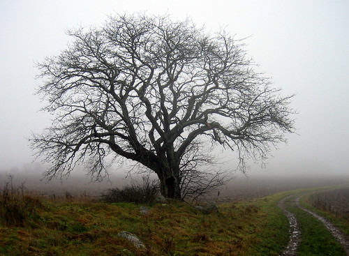 old mist tree nature topf25 misty fog project landscape geotagged day sweden natur haninge träd landskap photoproject välsta sorbusintermedia swedishwhitebeam oxel utatafeature geo:lat=59104562 geo:lon=18074827