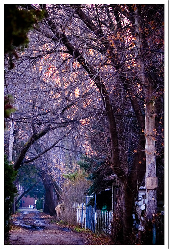 autumn sunset fall alley dying westdale barebranches myeverydaylife utatathursdaywalk utatathursdaywalk32 hamiltoontario utata:project=tw2006