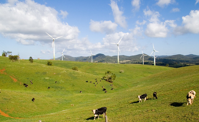 wind farm with cows in the foreground