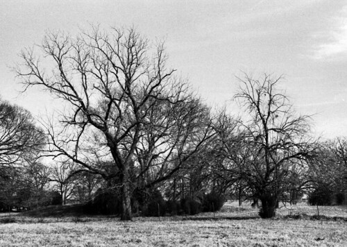 trees winter sky blackandwhite bw tree monochrome clouds rural 35mm fence landscape geotagged photography photo texas tx barbwire copyrightwickdartsdesign wickdartsdesign wickdarts ericwaisman